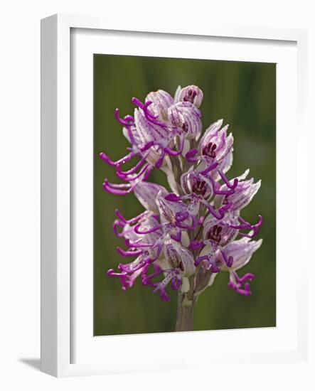 Monkey Orchid, UK Rarity-null-Framed Photographic Print