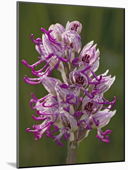 Monkey Orchid, UK Rarity-null-Mounted Photographic Print