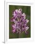 Monkey Orchid, UK Rarity-null-Framed Photographic Print