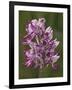 Monkey Orchid, UK Rarity-null-Framed Photographic Print