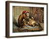 Monkey Physician Examining Cat for Fleas-Science Source-Framed Giclee Print