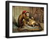 Monkey Physician Examining Cat for Fleas-Science Source-Framed Giclee Print