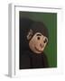 Monkey Portrait on Green, 2005,-Peter Jones-Framed Giclee Print