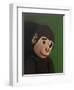 Monkey Portrait on Green, 2005,-Peter Jones-Framed Giclee Print