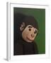 Monkey Portrait on Green, 2005,-Peter Jones-Framed Giclee Print