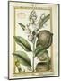 Monkey Pot Nut (Lecythis Minor), Watercolour by Delahaye, 1789-null-Mounted Giclee Print