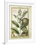 Monkey Pot Nut (Lecythis Minor), Watercolour by Delahaye, 1789-null-Framed Giclee Print