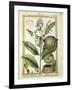 Monkey Pot Nut (Lecythis Minor), Watercolour by Delahaye, 1789-null-Framed Giclee Print