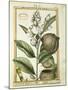 Monkey Pot Nut (Lecythis Minor), Watercolour by Delahaye, 1789-null-Mounted Giclee Print