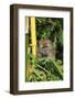 Monkey, Pulau Pangkor (Pangkor Island), Perak, Malaysia, Southeast Asia, Asia-Jochen Schlenker-Framed Photographic Print