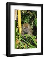 Monkey, Pulau Pangkor (Pangkor Island), Perak, Malaysia, Southeast Asia, Asia-Jochen Schlenker-Framed Photographic Print