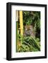 Monkey, Pulau Pangkor (Pangkor Island), Perak, Malaysia, Southeast Asia, Asia-Jochen Schlenker-Framed Photographic Print