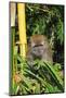 Monkey, Pulau Pangkor (Pangkor Island), Perak, Malaysia, Southeast Asia, Asia-Jochen Schlenker-Mounted Photographic Print