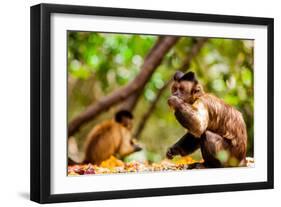 Monkey Reserve, Johannesburg, South Africa, Africa-Laura Grier-Framed Photographic Print