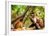 Monkey Reserve, Johannesburg, South Africa, Africa-Laura Grier-Framed Photographic Print