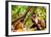 Monkey Reserve, Johannesburg, South Africa, Africa-Laura Grier-Framed Photographic Print