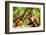 Monkey Reserve, Johannesburg, South Africa, Africa-Laura Grier-Framed Photographic Print