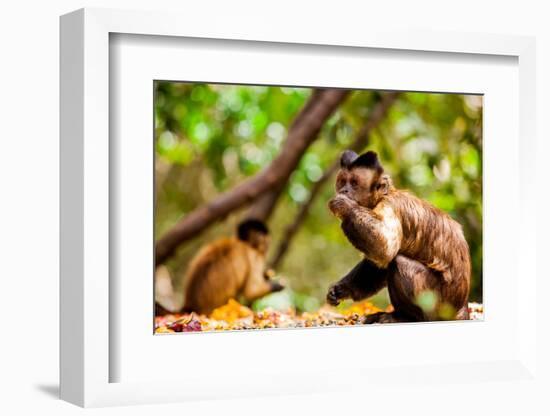 Monkey Reserve, Johannesburg, South Africa, Africa-Laura Grier-Framed Photographic Print