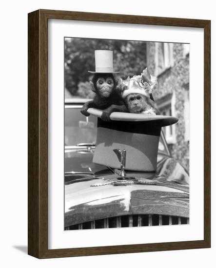 Monkey's at Kilverstone Wildlife Park 1983-Arthur Sidey-Framed Photographic Print