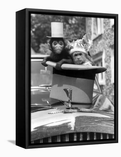 Monkey's at Kilverstone Wildlife Park 1983-Arthur Sidey-Framed Stretched Canvas