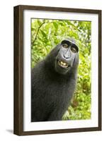 Monkey Selfie-David Slater-Framed Photographic Print