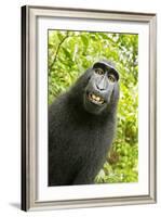 Monkey Selfie-David Slater-Framed Photographic Print