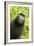 Monkey Selfie-David Slater-Framed Photographic Print