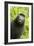 Monkey Selfie-David Slater-Framed Photographic Print