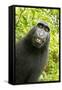 Monkey Selfie-David Slater-Framed Stretched Canvas