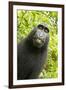 Monkey Selfie-David Slater-Framed Photographic Print