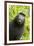 Monkey Selfie-David Slater-Framed Photographic Print