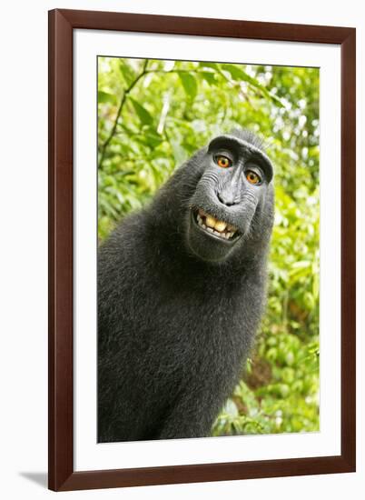 Monkey Selfie-David Slater-Framed Photographic Print