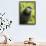 Monkey Selfie-David Slater-Framed Photographic Print displayed on a wall