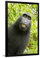 Monkey Selfie-David Slater-Framed Photographic Print