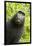 Monkey Selfie-David Slater-Framed Photographic Print