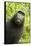 Monkey Selfie-David Slater-Framed Stretched Canvas