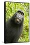 Monkey Selfie-David Slater-Framed Stretched Canvas