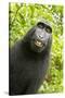 Monkey Selfie-David Slater-Stretched Canvas