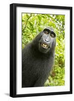 Monkey Selfie-David Slater-Framed Premium Photographic Print