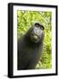 Monkey Selfie-David Slater-Framed Premium Photographic Print