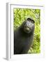 Monkey Selfie-David Slater-Framed Premium Photographic Print