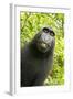 Monkey Selfie-David Slater-Framed Premium Photographic Print