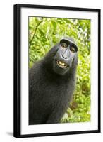 Monkey Selfie-David Slater-Framed Premium Photographic Print