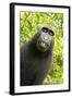 Monkey Selfie-David Slater-Framed Premium Photographic Print