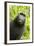 Monkey Selfie-David Slater-Framed Photographic Print