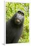 Monkey Selfie-David Slater-Framed Premium Photographic Print