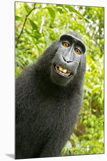 Monkey Selfie-David Slater-Mounted Premium Photographic Print