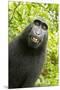 Monkey Selfie-David Slater-Mounted Premium Photographic Print