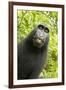 Monkey Selfie-David Slater-Framed Photographic Print