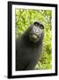 Monkey Selfie-David Slater-Framed Photographic Print